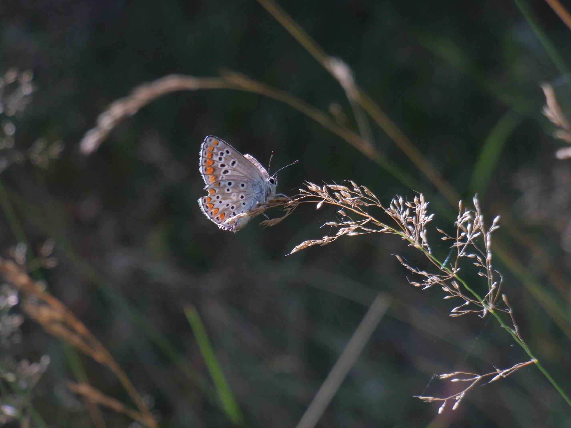 Kobernuß_HolzObjekte_Vase_Eichenholzverbessert_ji_ji